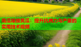 南瓜嫁接黄瓜：提升抗病力与产量的实用技术视频