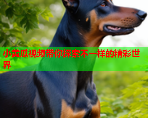 小黄瓜视频带你探索不一样的精彩世界