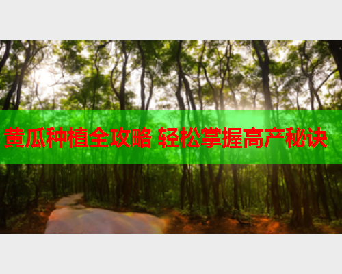 黄瓜种植全攻略 轻松掌握高产秘诀